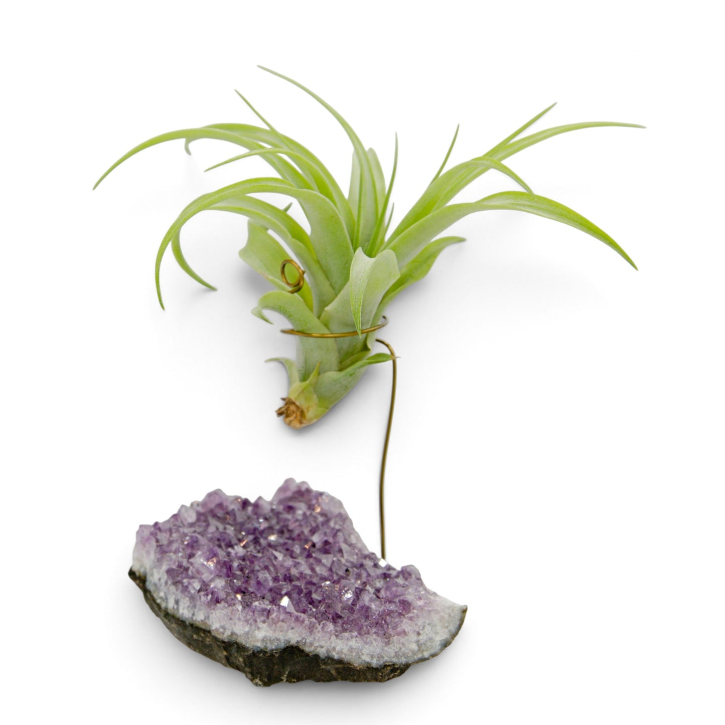 Support en Cristal d'améthyste avec une plante aérienne