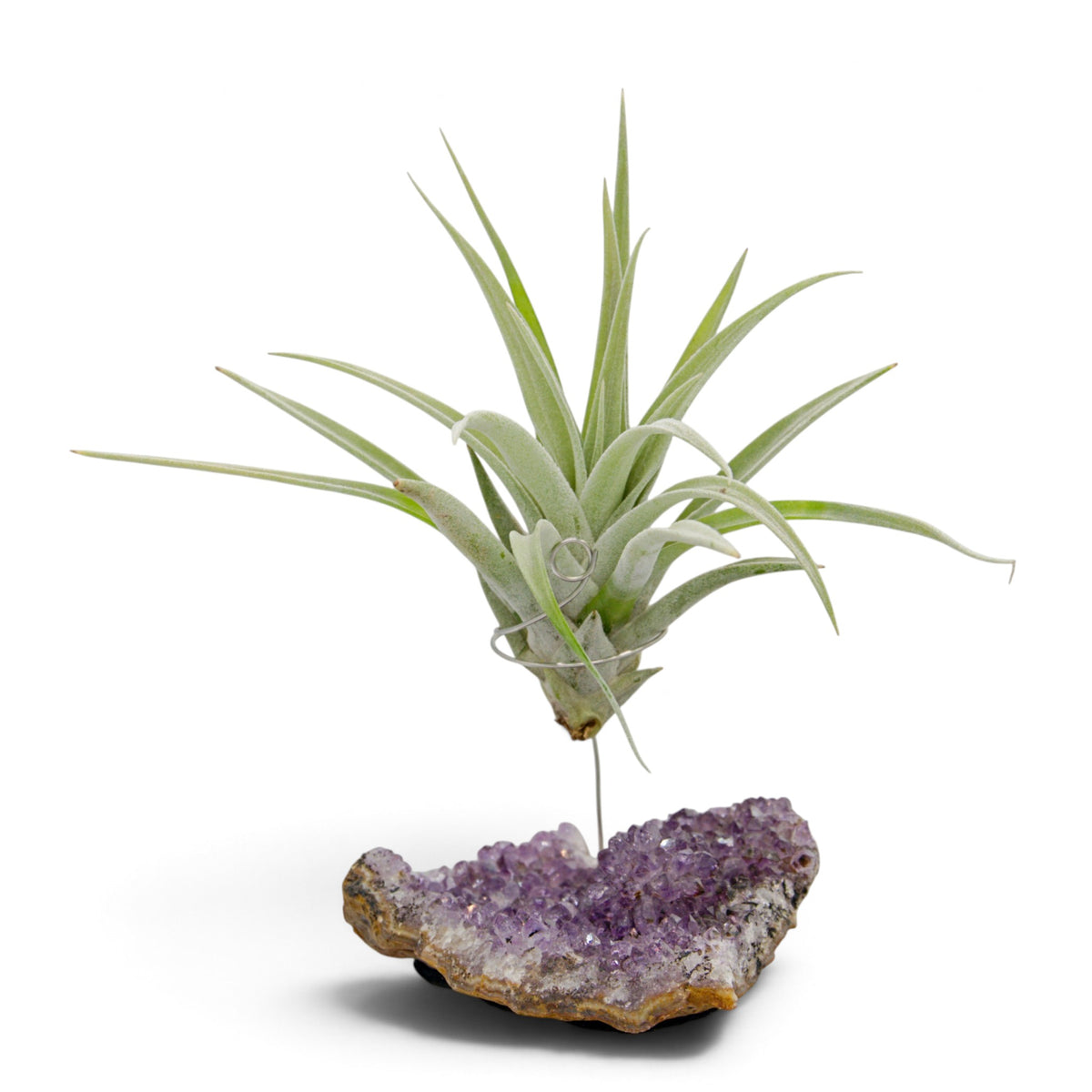Support en Cristal d'améthyste avec une plante aérienne