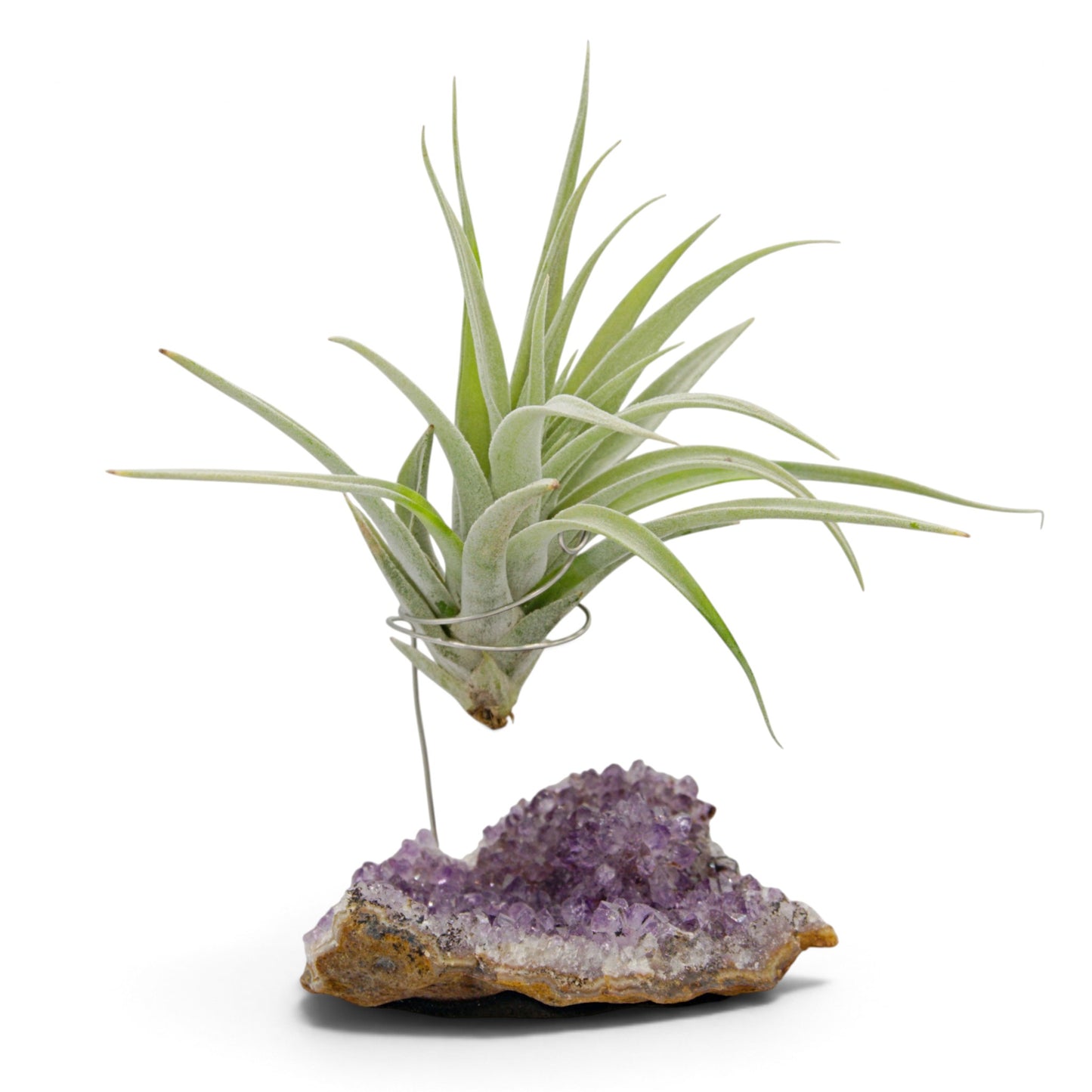 Support en Cristal d'améthyste avec une plante aérienne