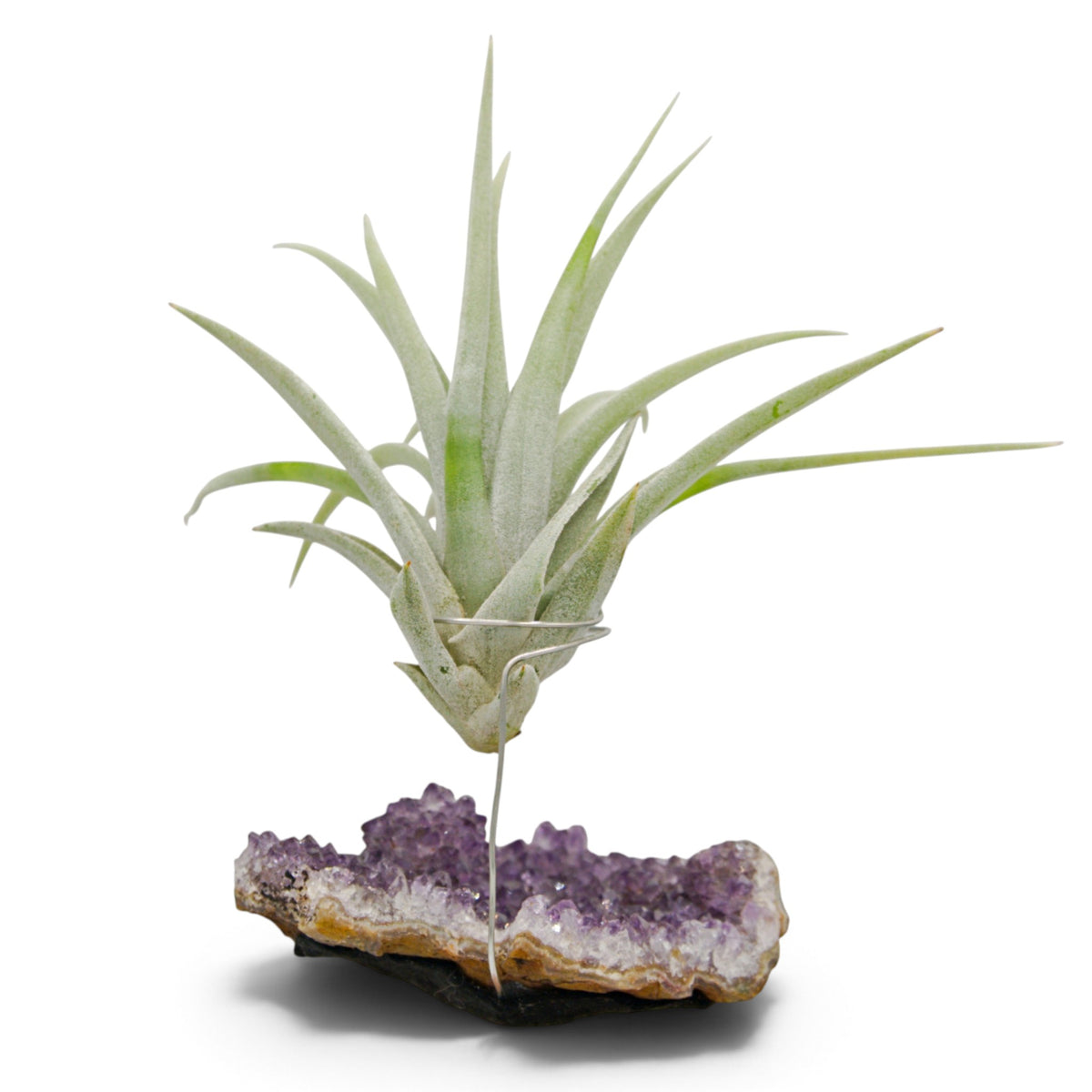 Support en Cristal d'améthyste avec une plante aérienne