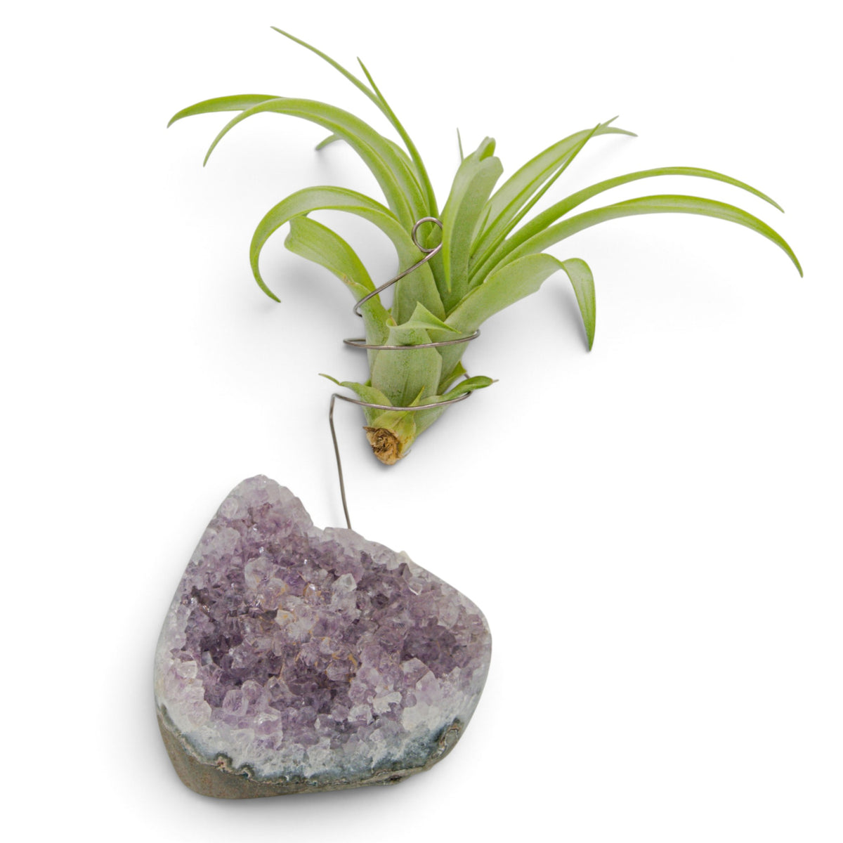Support en Cristal d'améthyste avec une plante aérienne