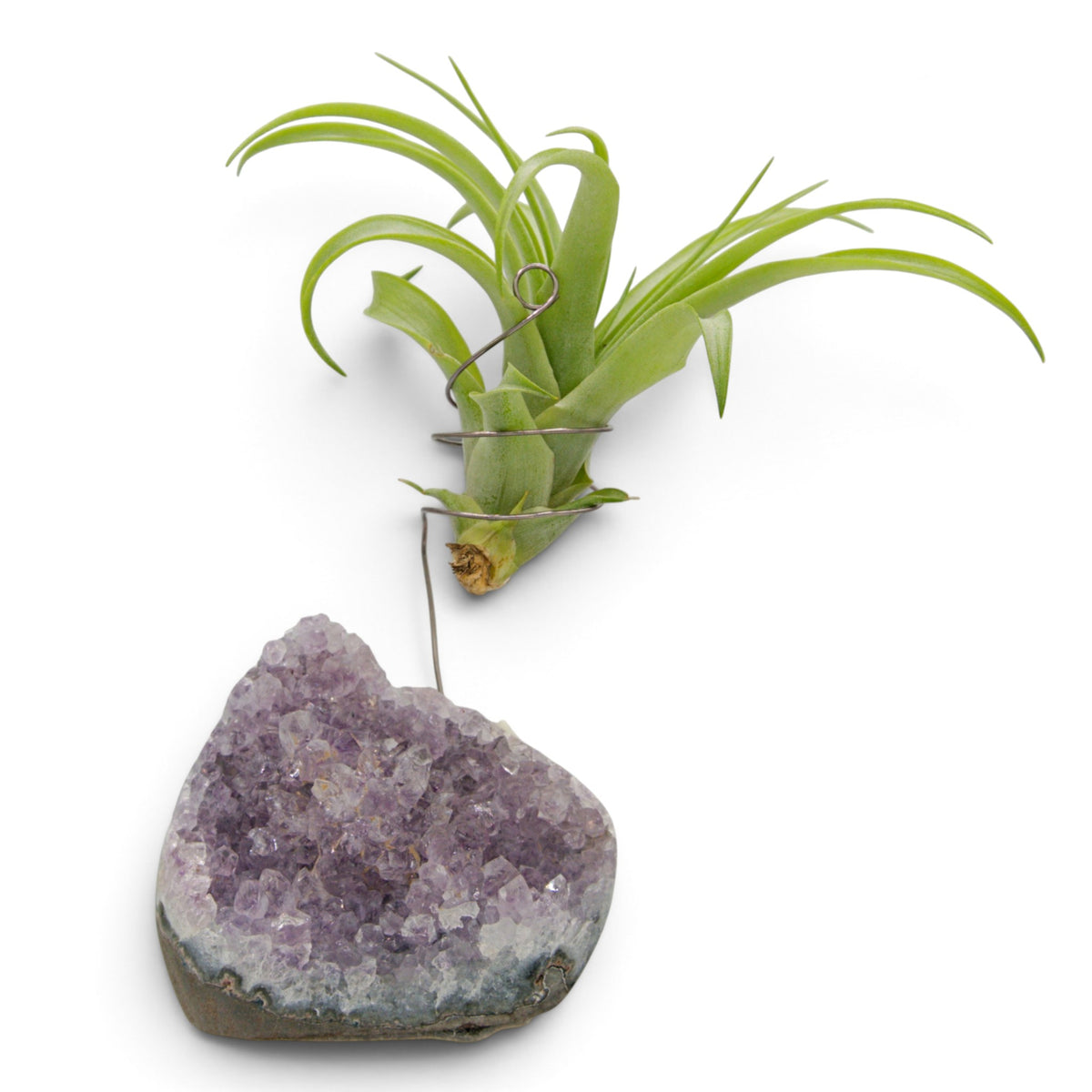 Support en Cristal d'améthyste avec une plante aérienne