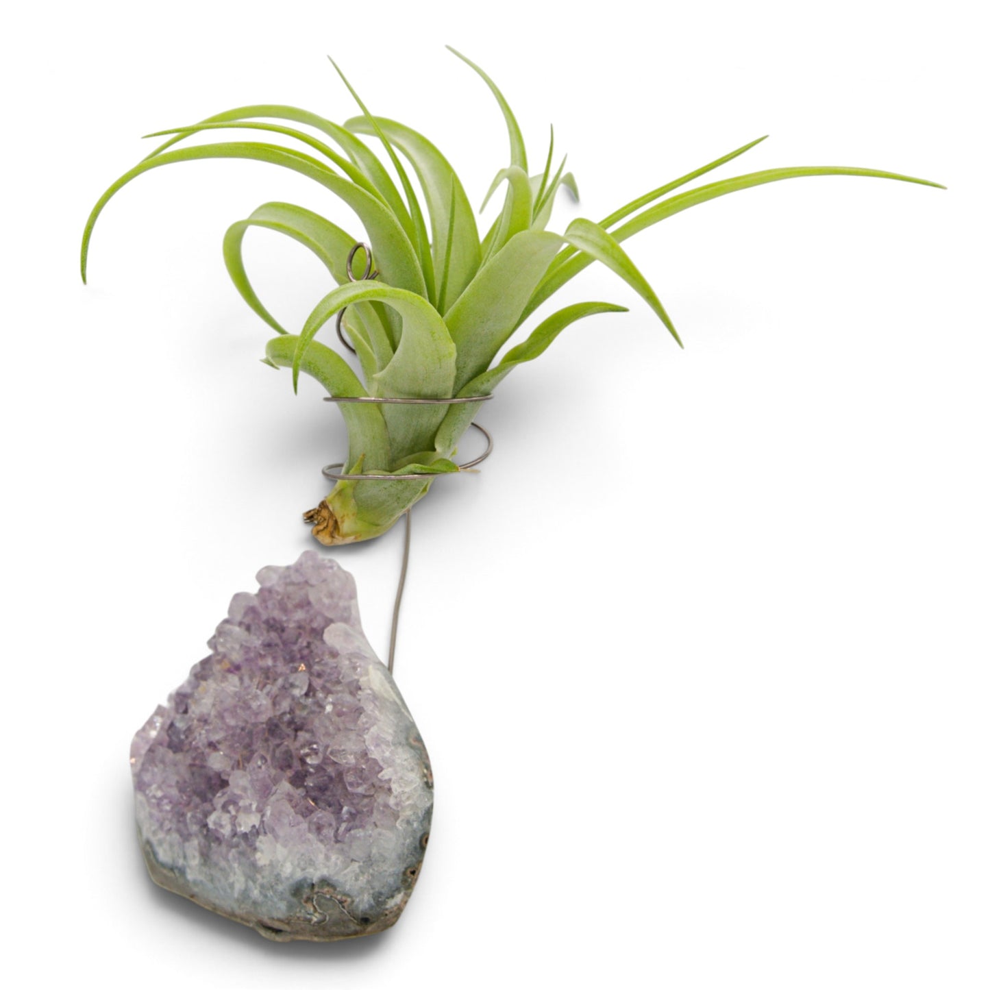 Support en Cristal d'améthyste avec une plante aérienne