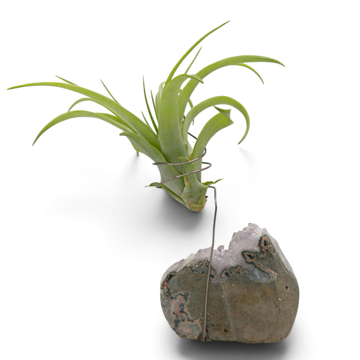 Support en Cristal d'améthyste avec une plante aérienne
