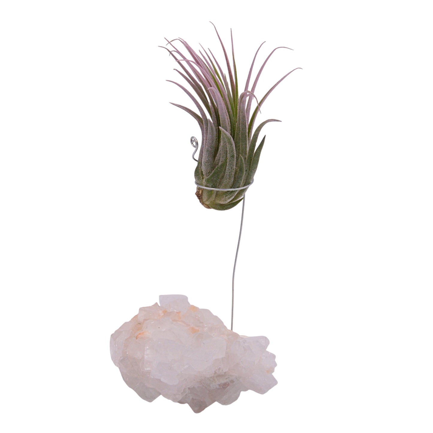 Apophyllite crystal airplant holder