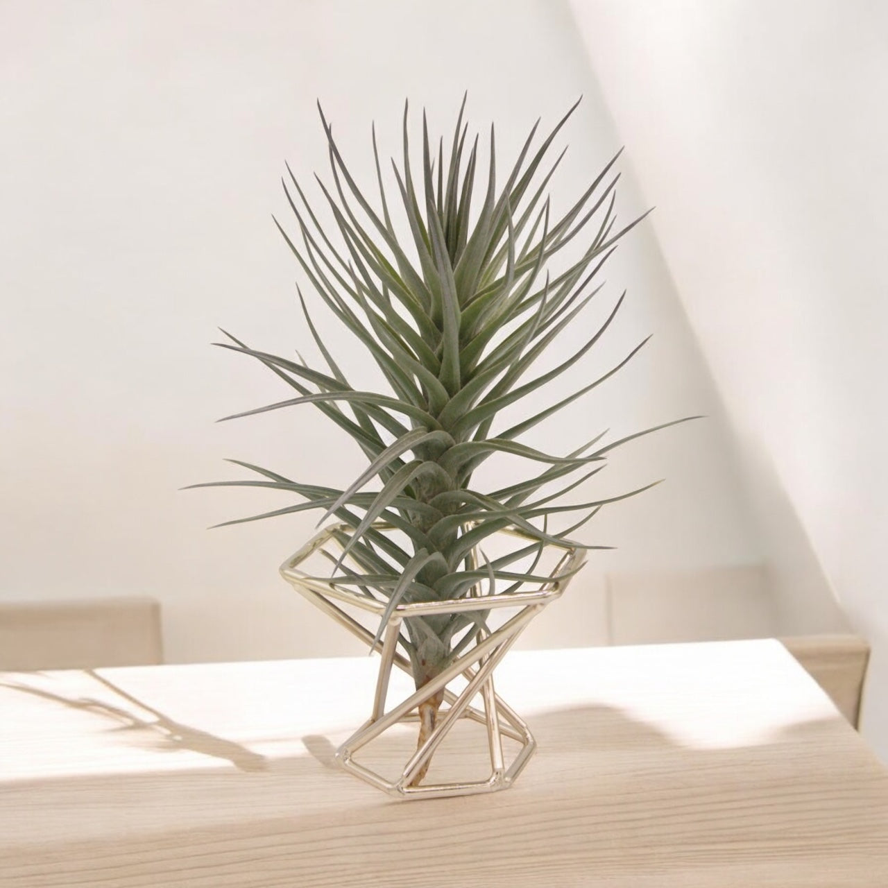 Tillandsia Araujei Purple