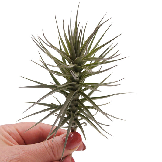 Tillandsia Araujei Purple