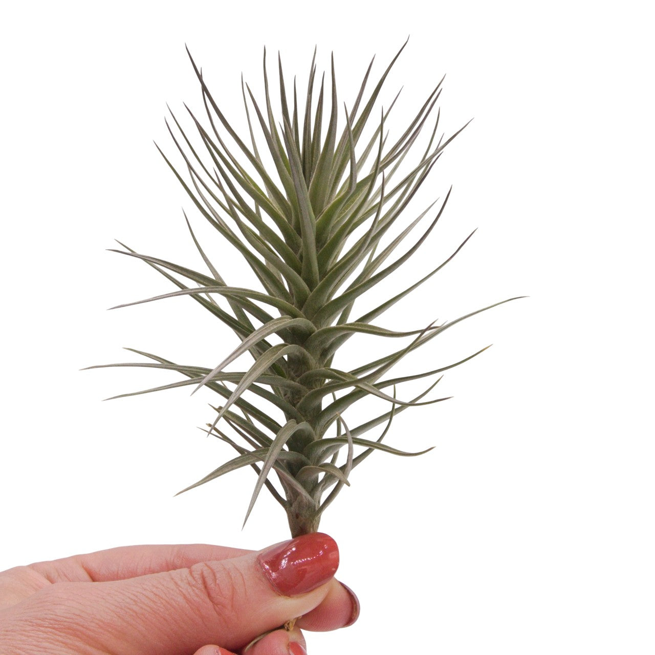 Tillandsia Araujei Purple
