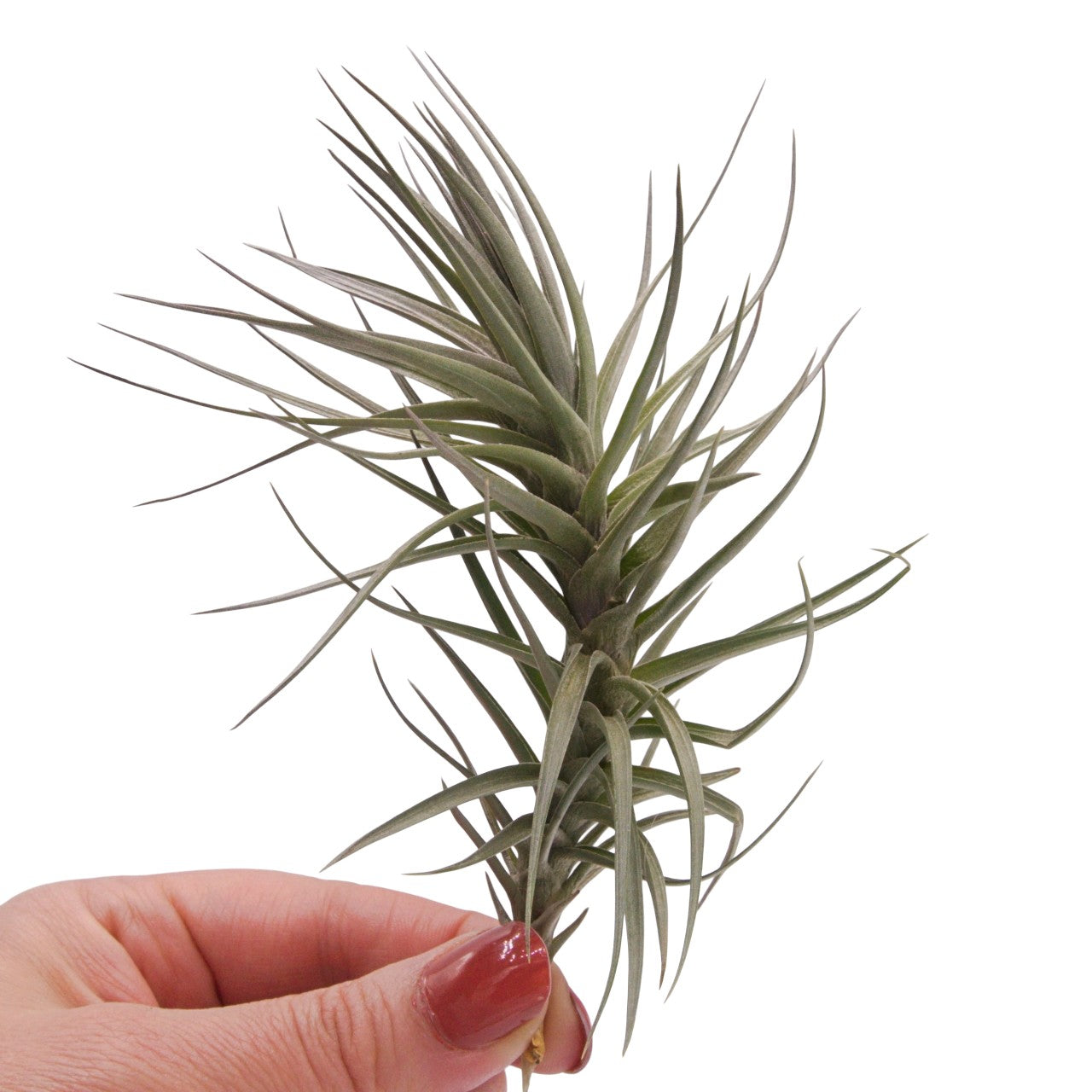 Tillandsia Araujei Purple