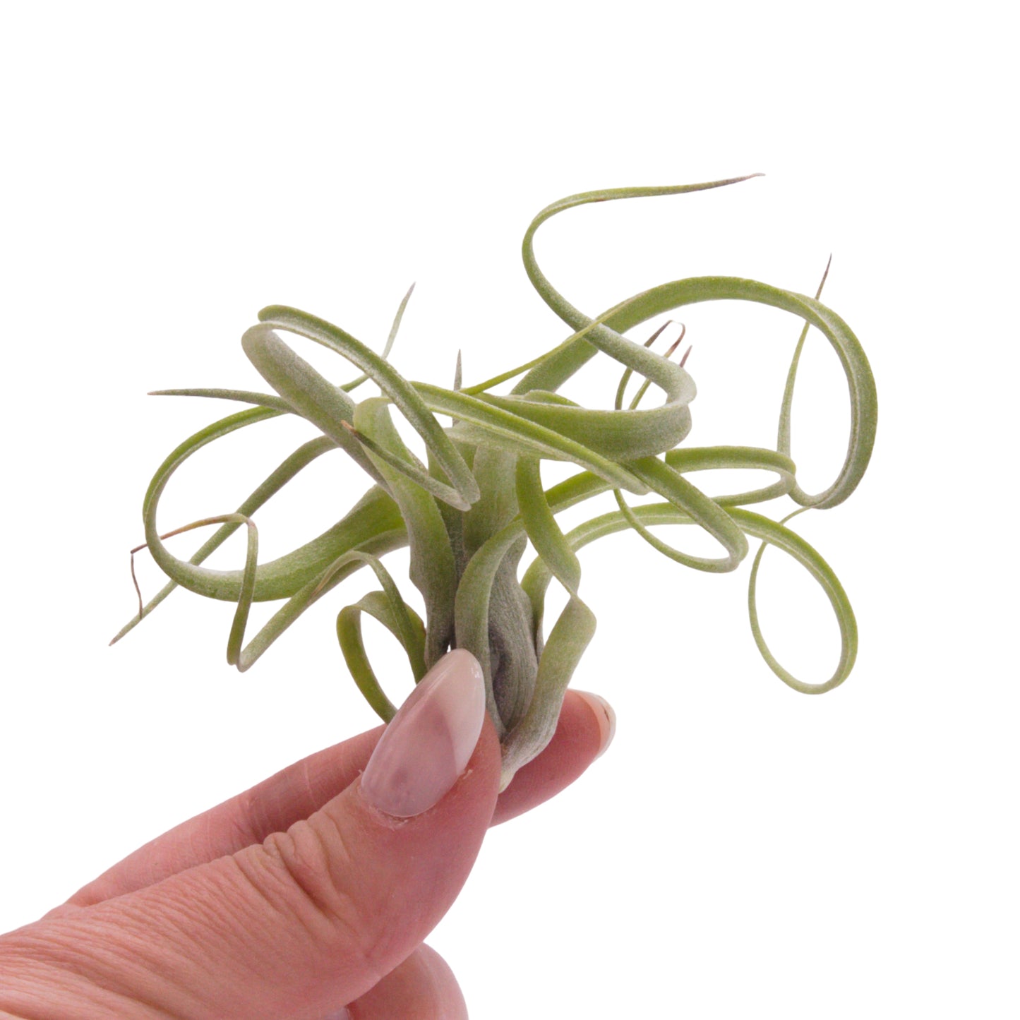 Tillandsia Baileyi x Streptophylla airplant hybrid