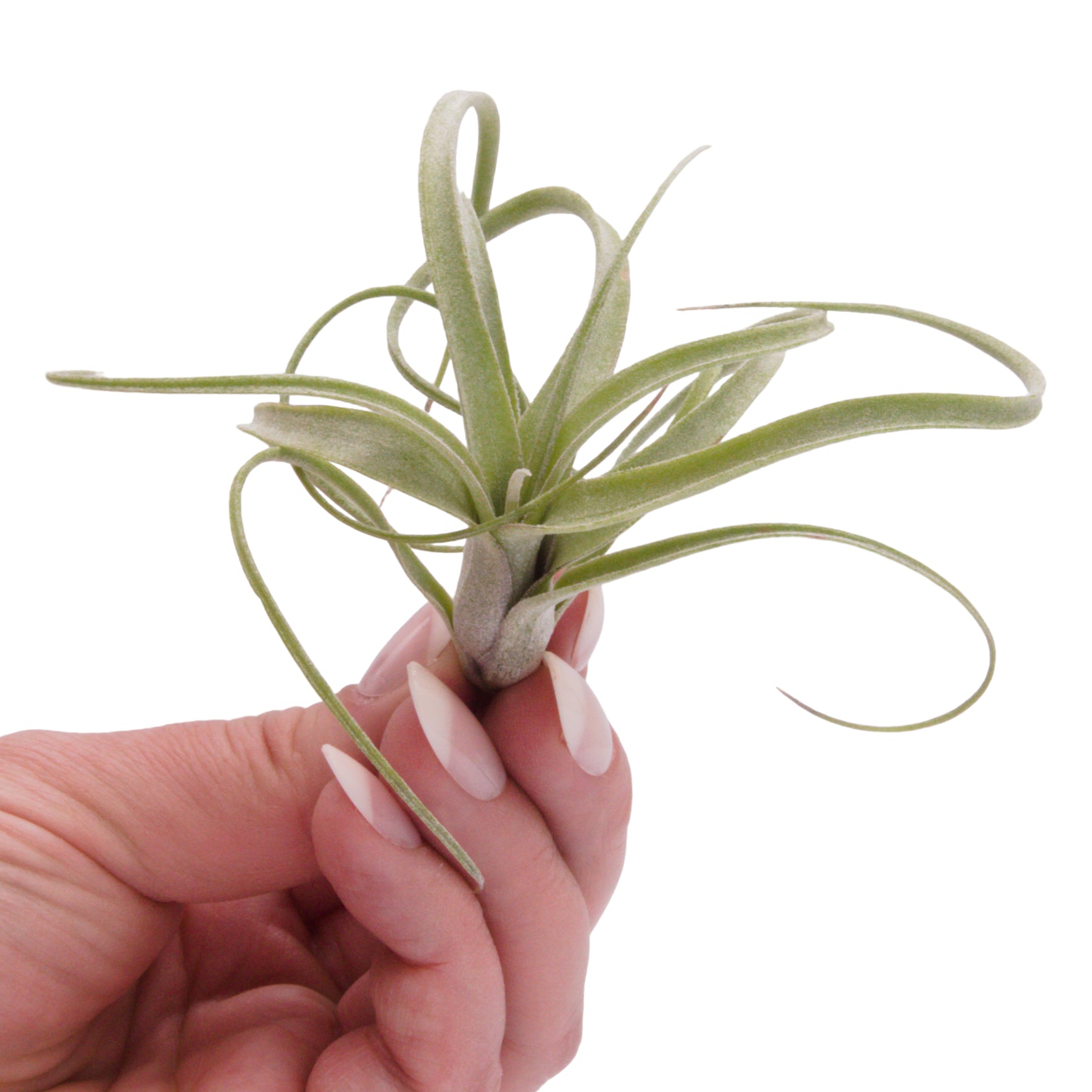 Tillandsia Baileyi x Streptophylla airplant hybrid