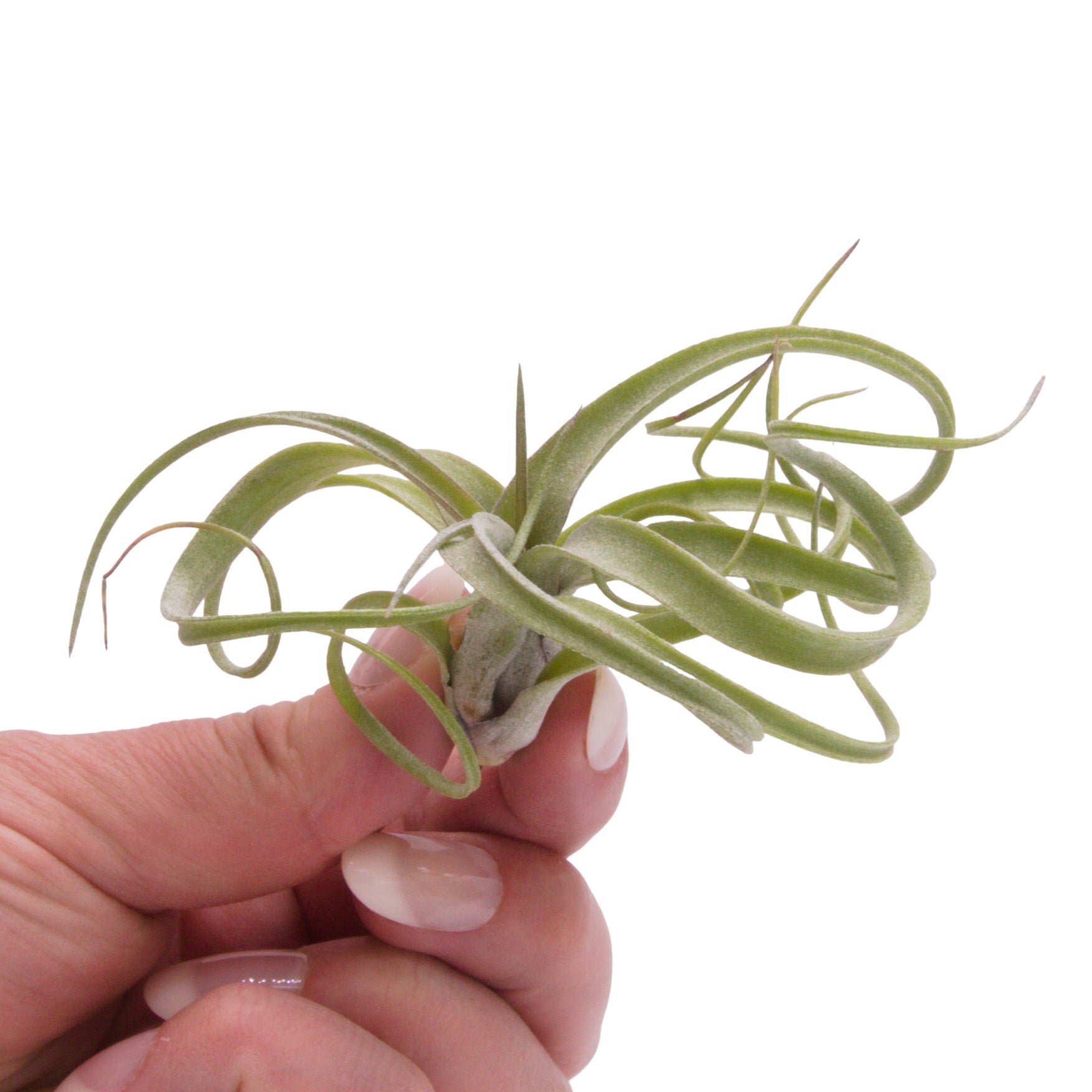 Tillandsia Baileyi x Streptophylla airplant hybrid