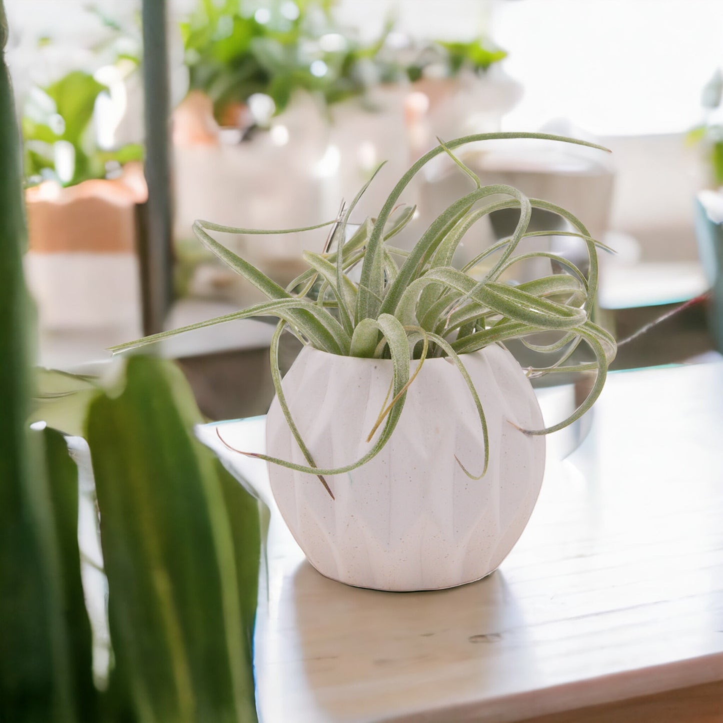 Tillandsia Baileyi x Streptophylla airplant hybrid