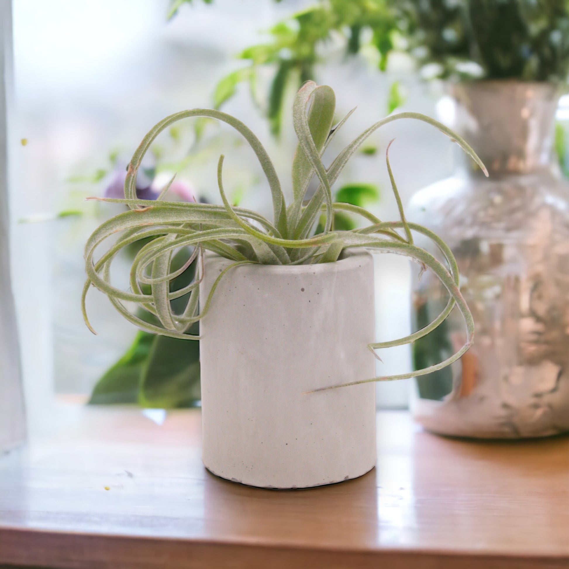 Tillandsia Baileyi x Streptophylla airplant hybrid