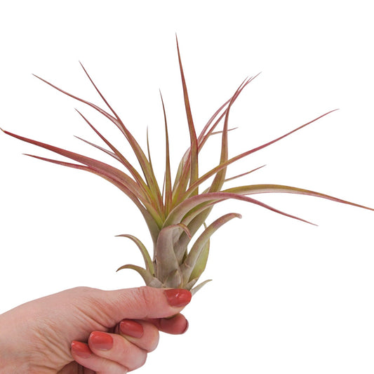 Brachycaulos Large airplant