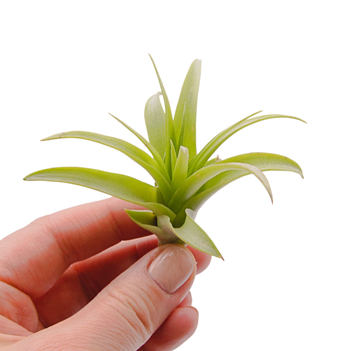 Tillandsia Brachycaulos Green