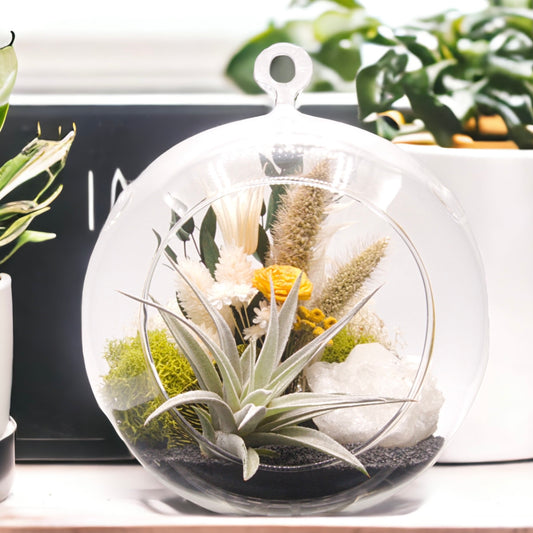 Terrarium à bulle avec une plante aérienne et un cristal d'apophyllite