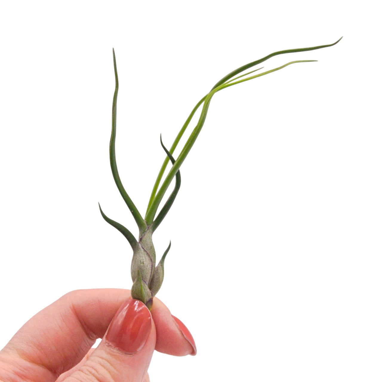 Tillandsia Bulbosa Guatemala
