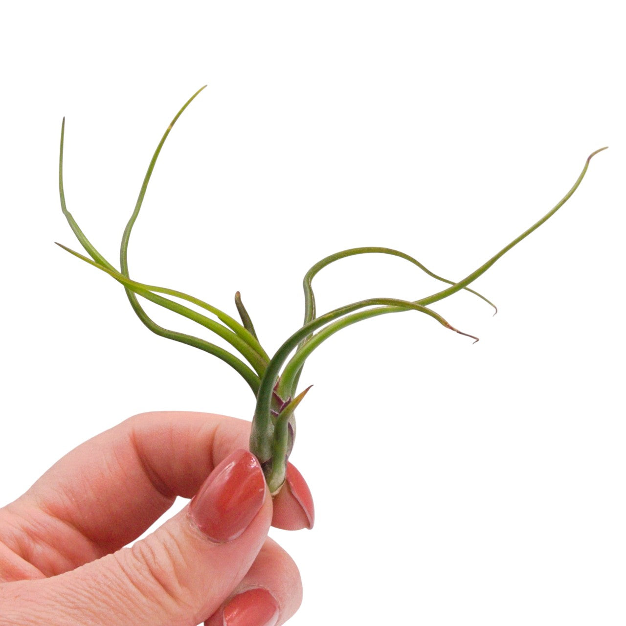 Tillandsia Bulbosa Guatemala