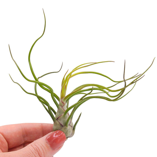 Tillandsia Bulbosa Guatemala