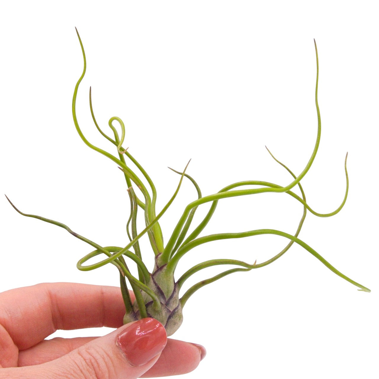 Tillandsia Bulbosa Guatemala