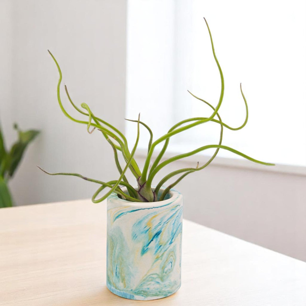 Tillandsia Bulbosa Guatemala