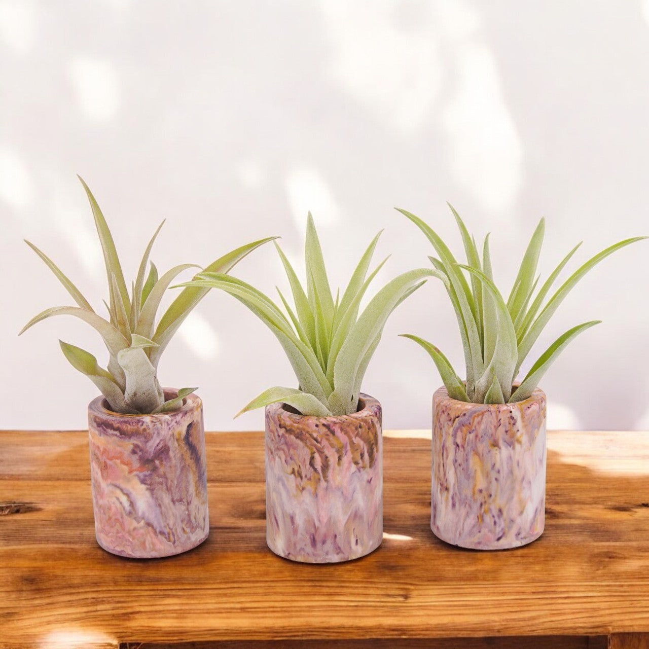 Tillandsia Capitata Peach