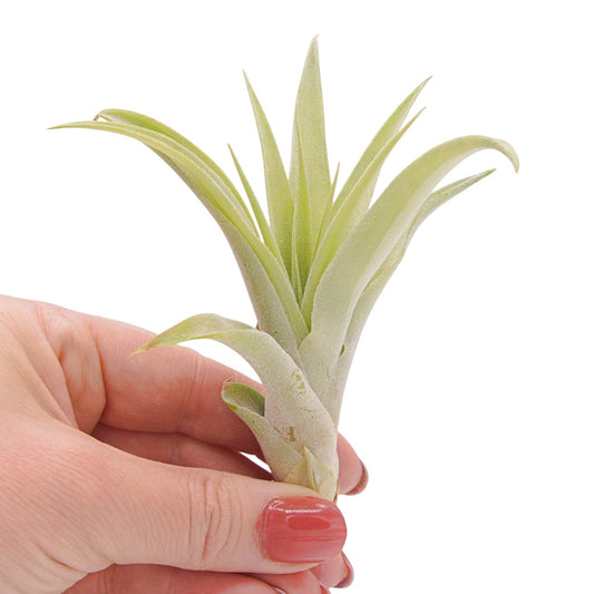 Tillandsia Capitata Peach