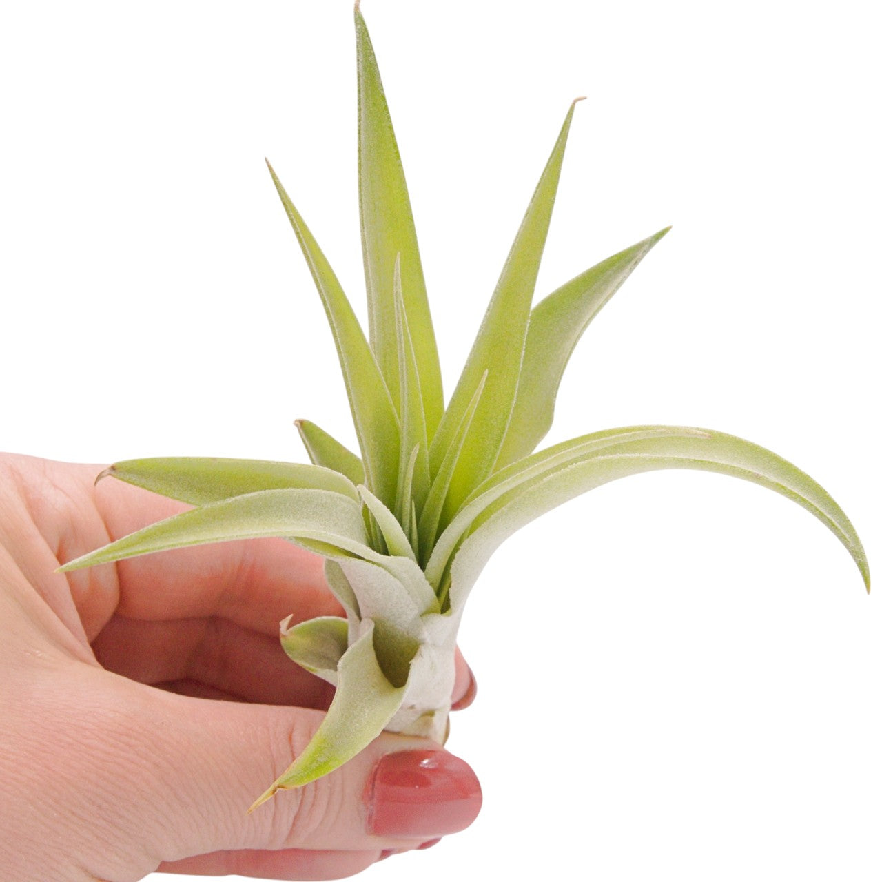 Tillandsia Capitata Peach