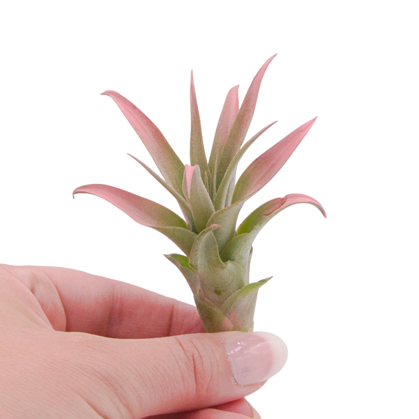 Capitata Peach tillandsia airplant with enhanced peach colour Canada