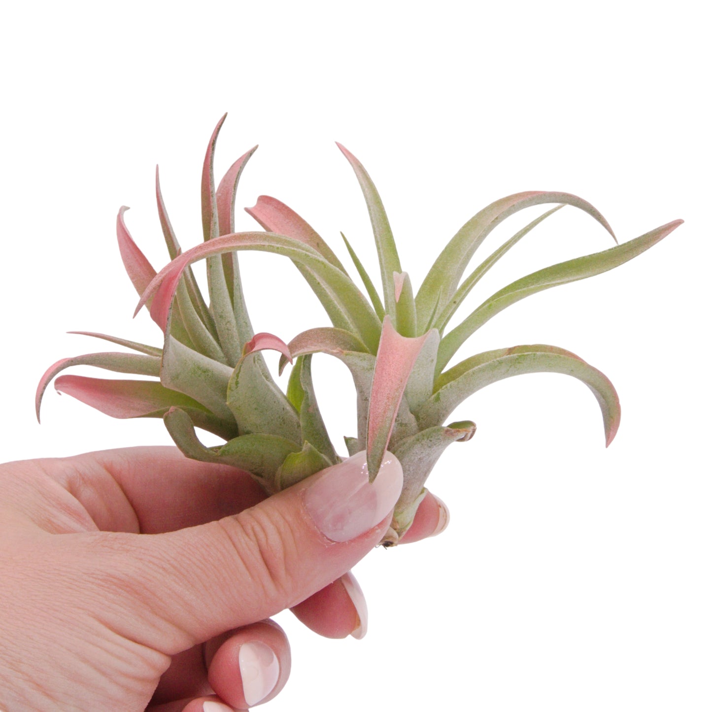 Capitata Peach tillandsia airplant with enhanced peach colour Canada