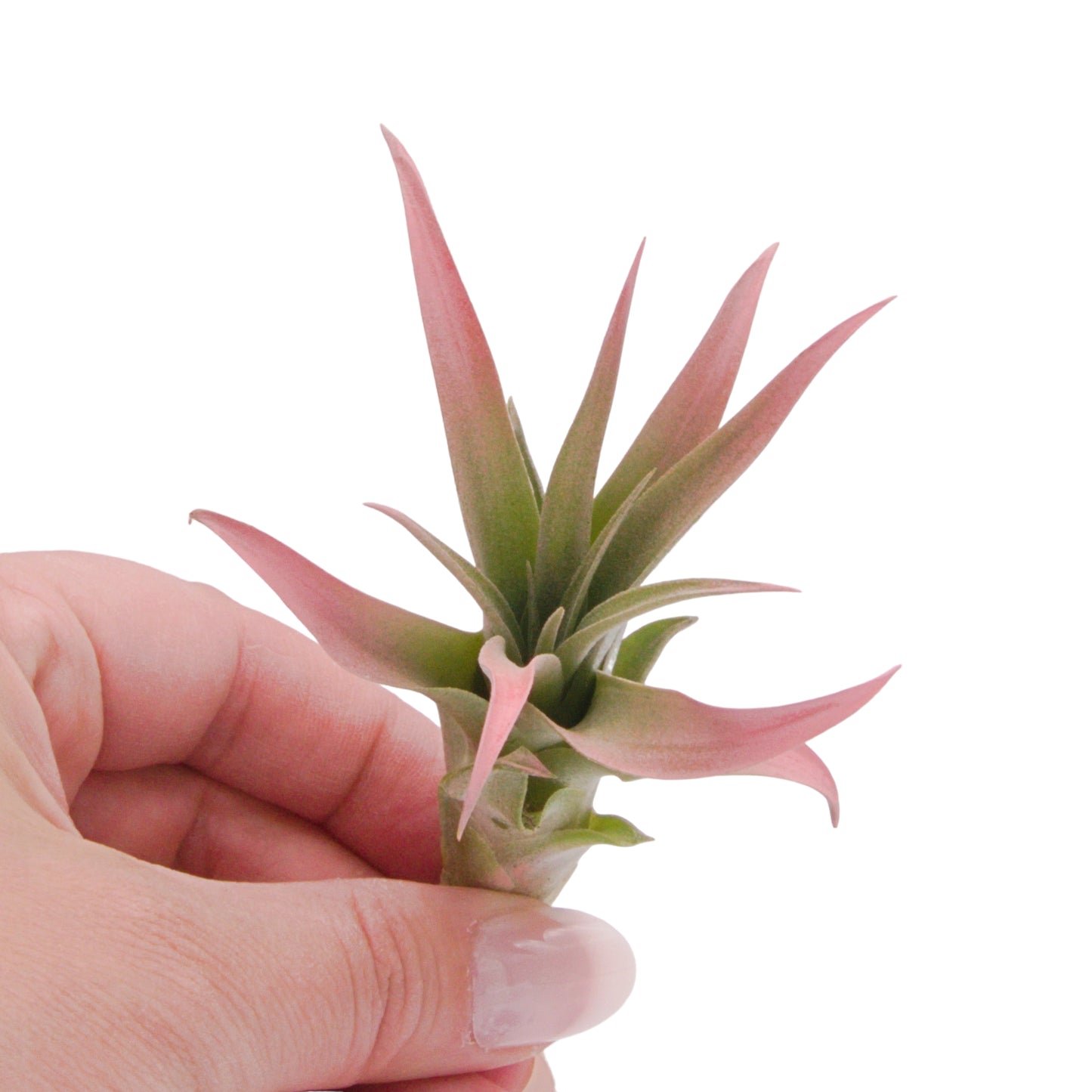 Capitata Peach tillandsia airplant with enhanced peach colour Canada