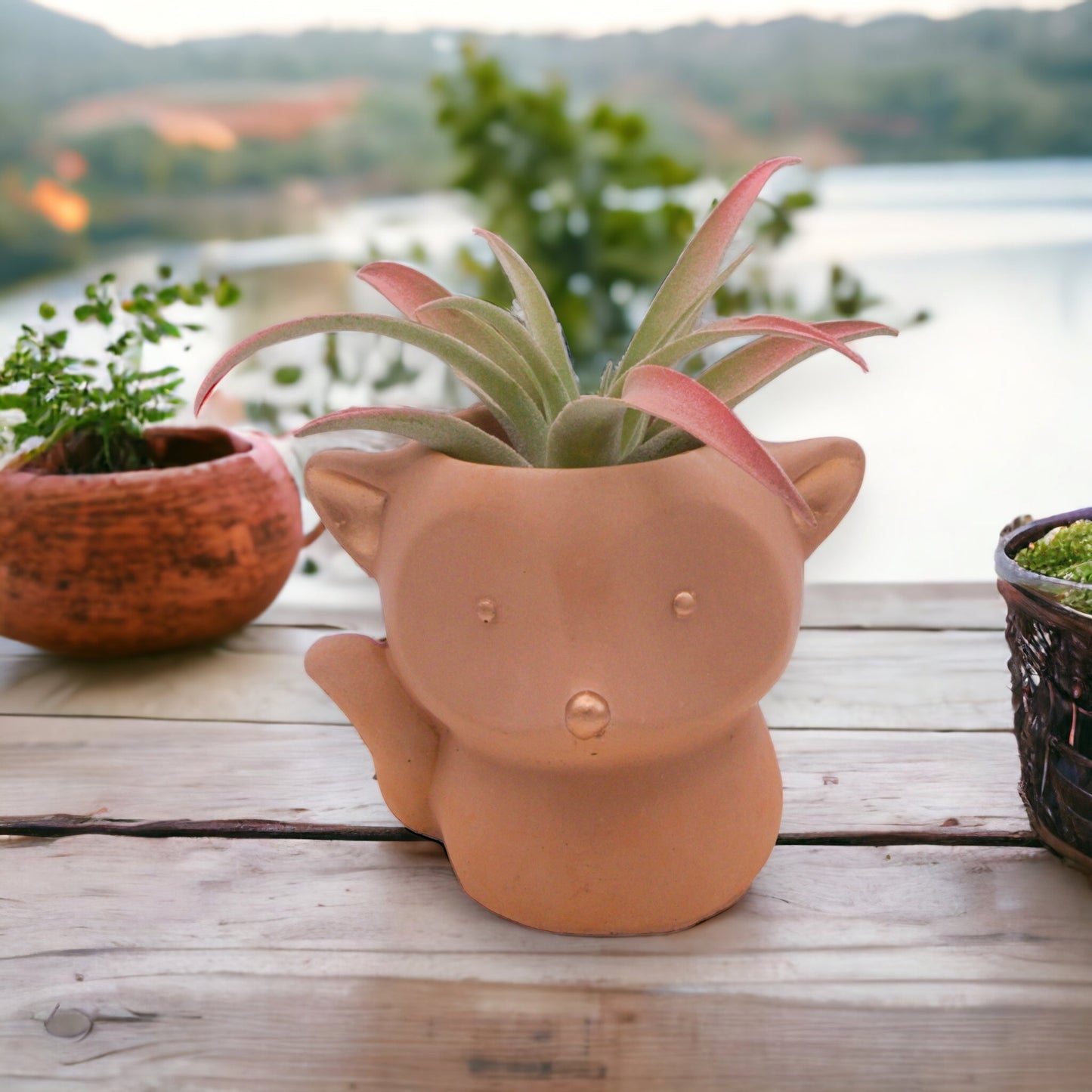 Capitata Peach tillandsia airplant with enhanced peach colour Canada