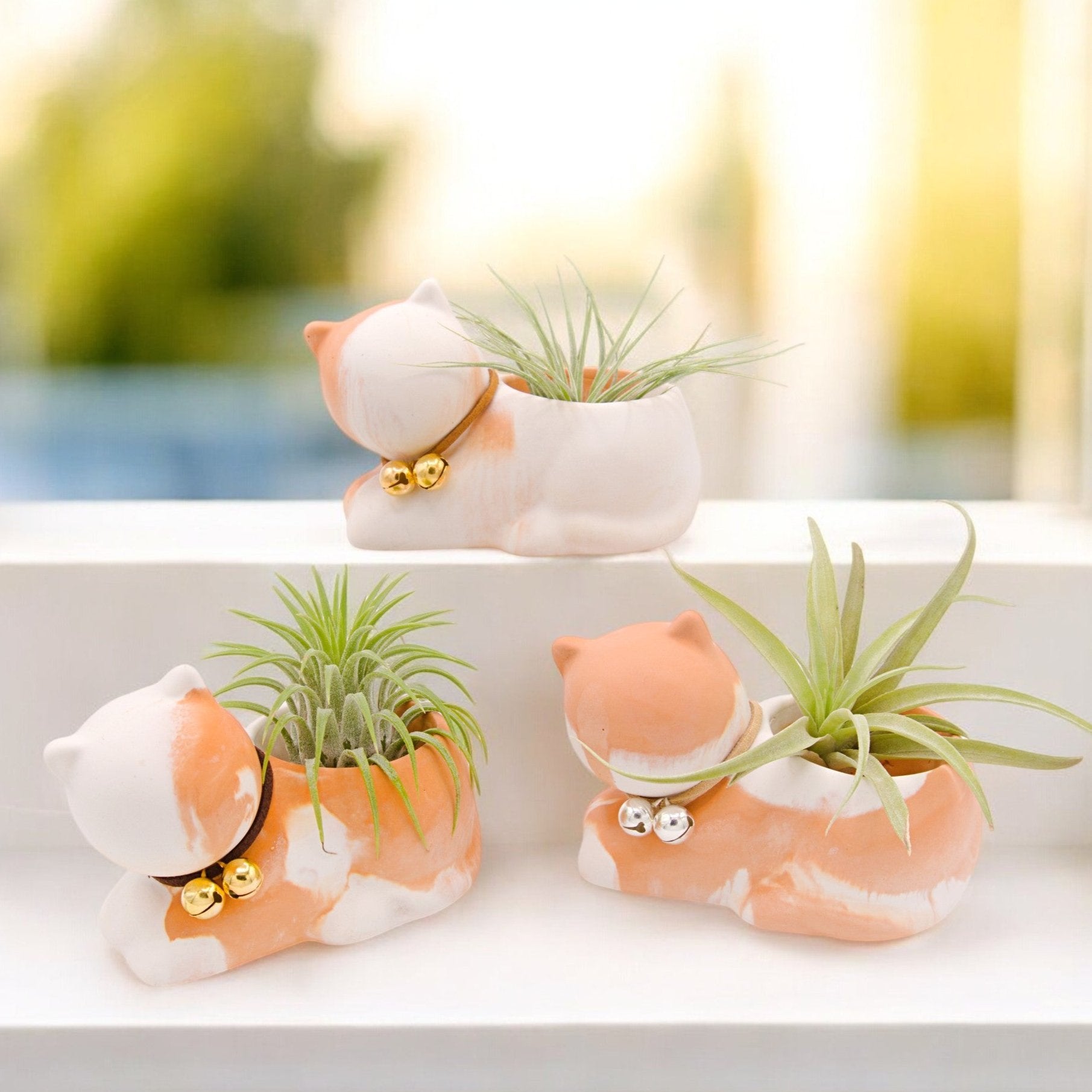 cat air plant holder Tilly the Cat Airplant Pot – Plant Babies Terrariums