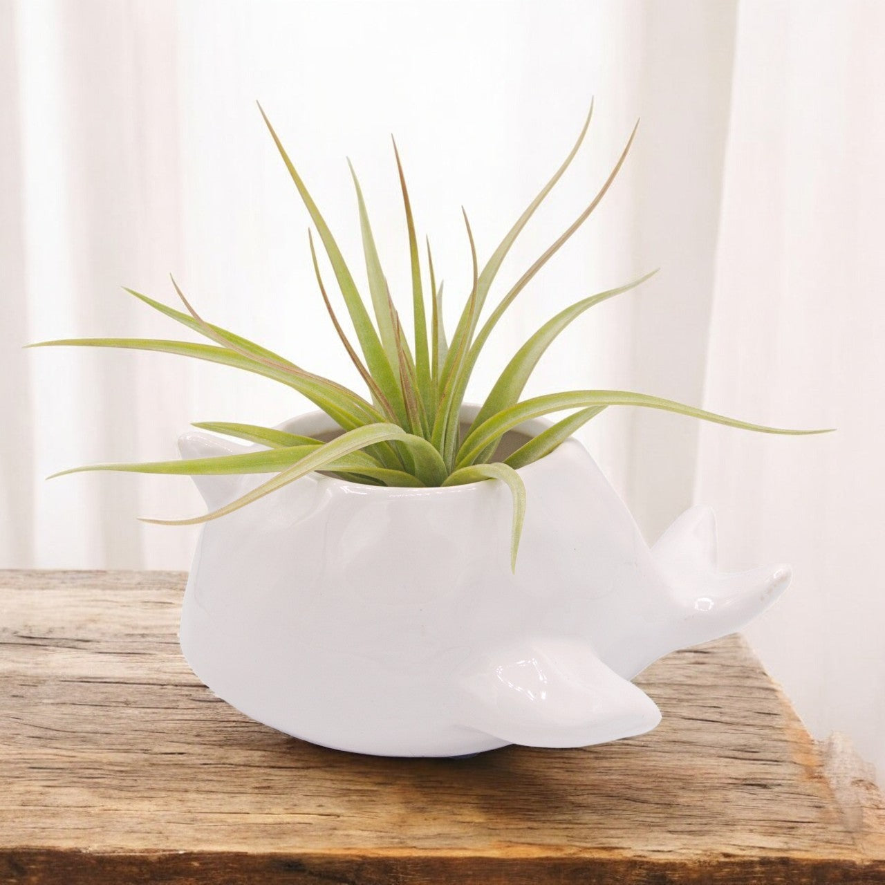 Airplant Brachycaulos x Concolor