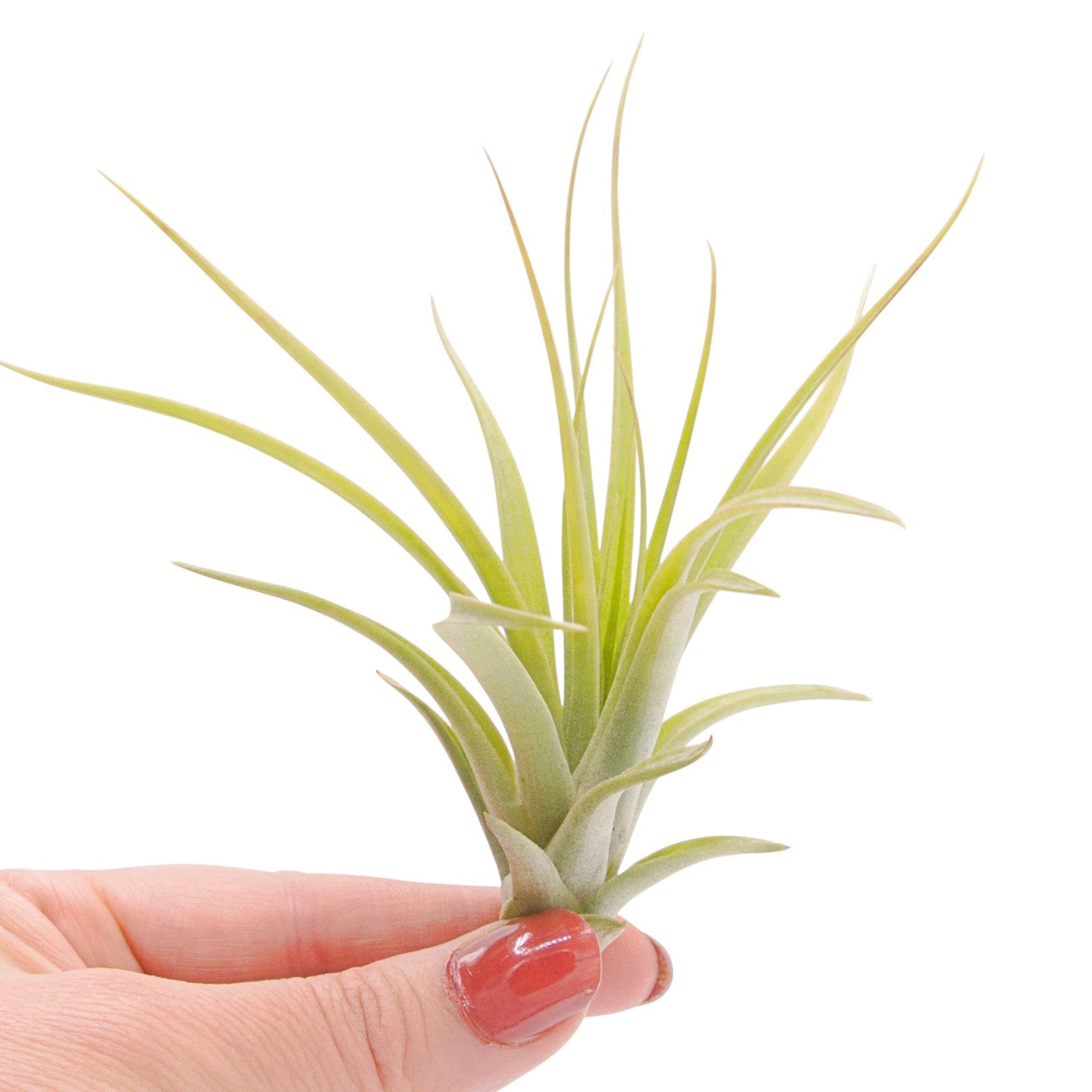 Airplant Brachycaulos x Concolor