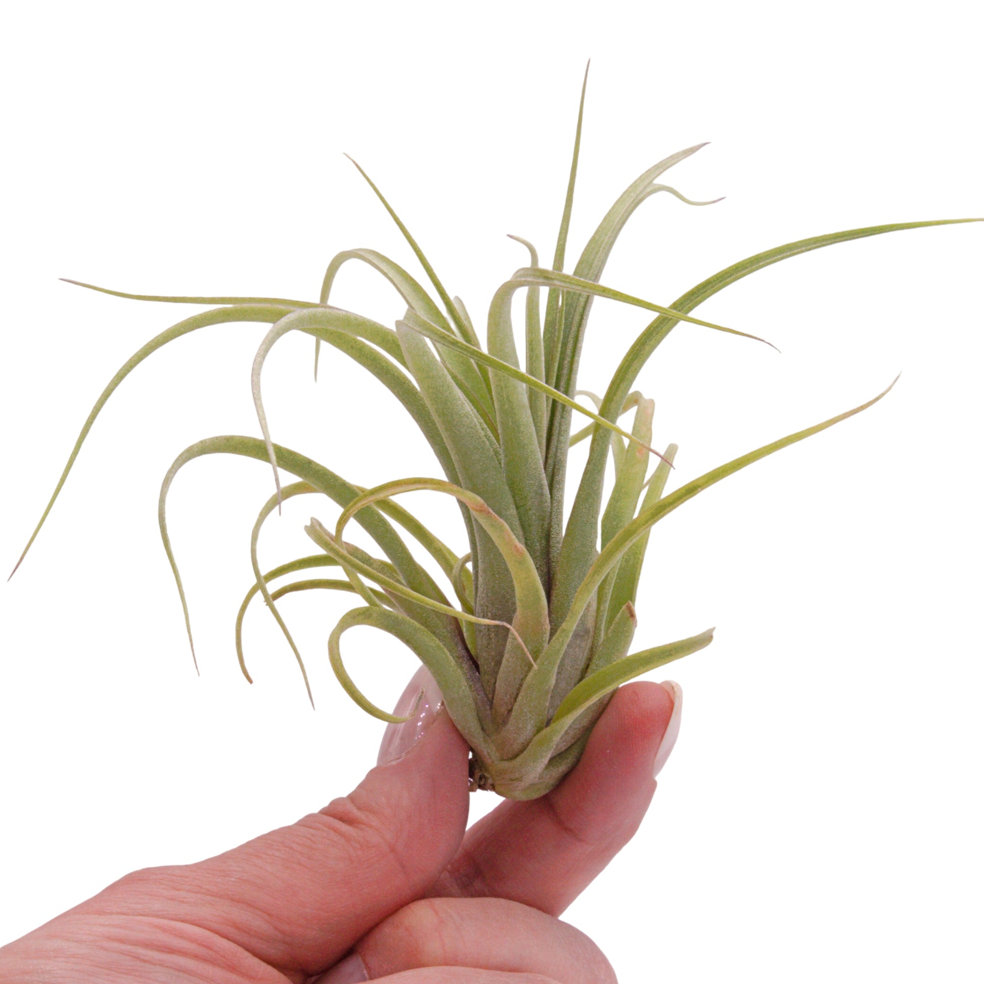 Concolor x streptophylla airplant