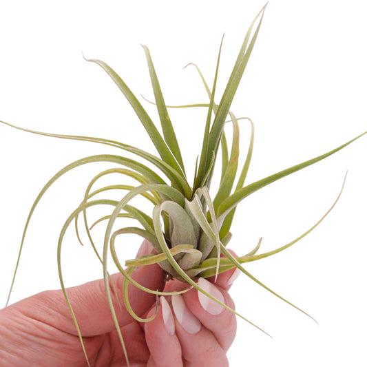 Concolor x streptophylla airplant