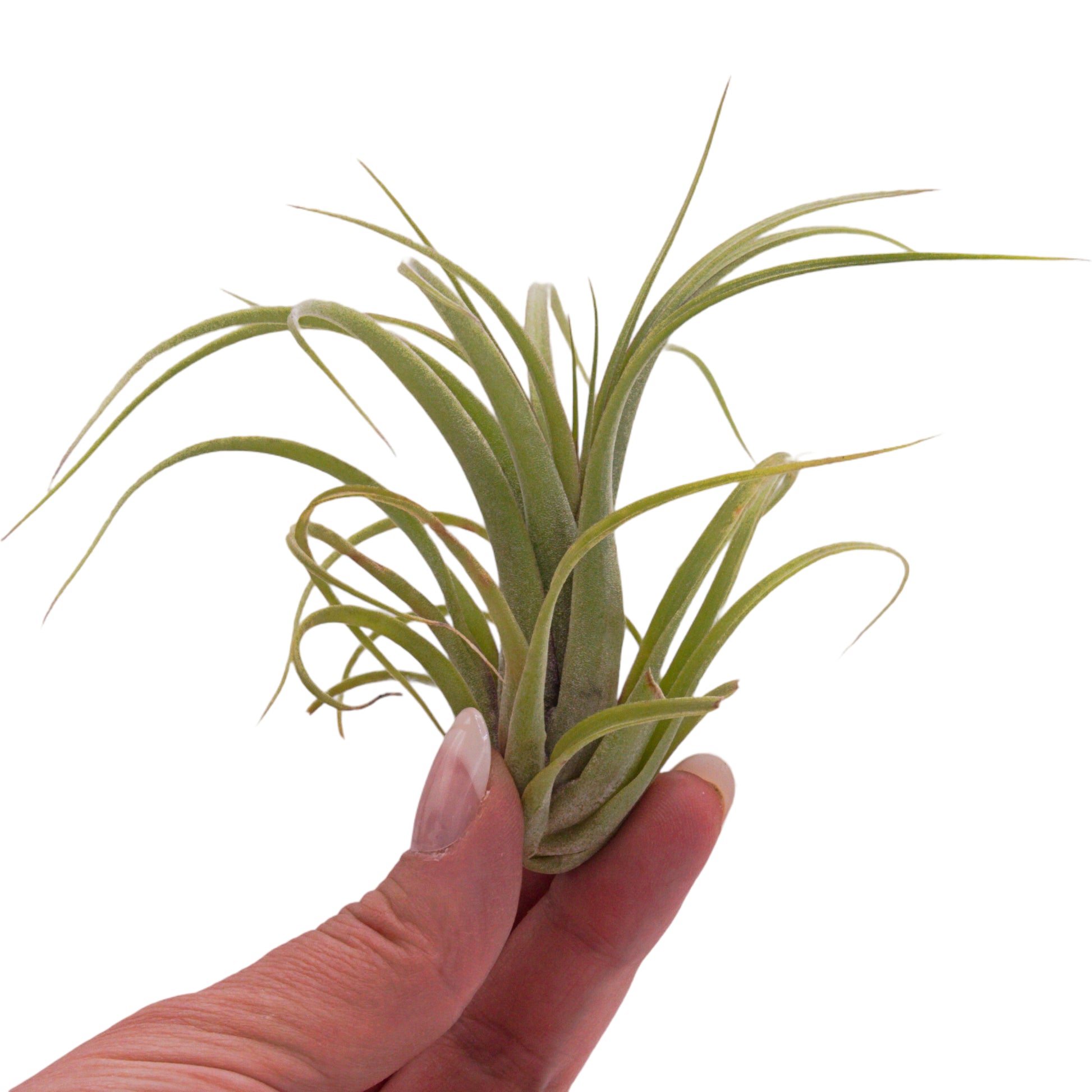 Concolor x streptophylla airplant