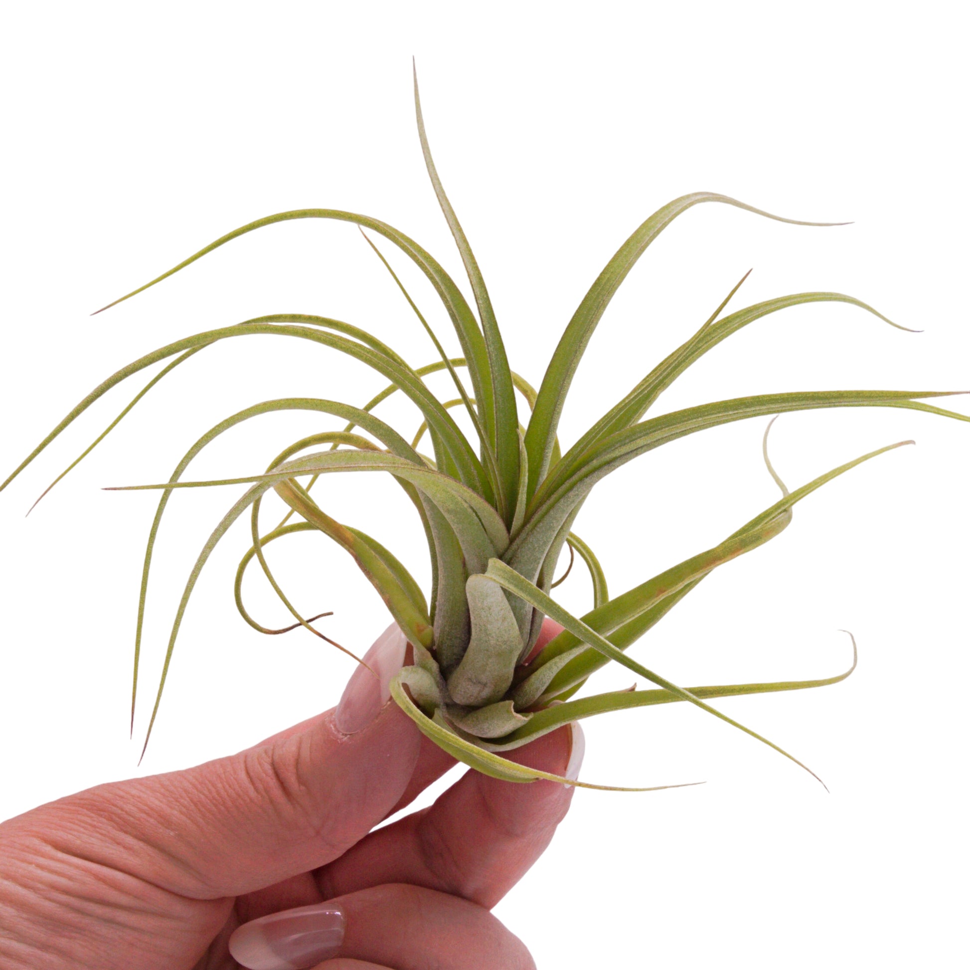 Concolor x streptophylla airplant
