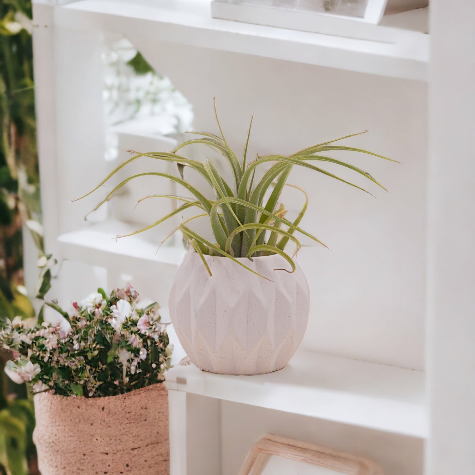Concolor x streptophylla airplant
