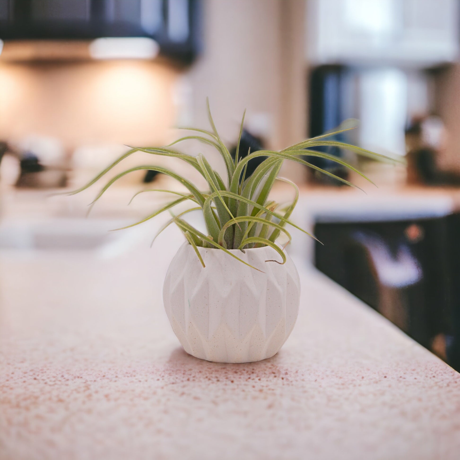 Concolor x streptophylla airplant