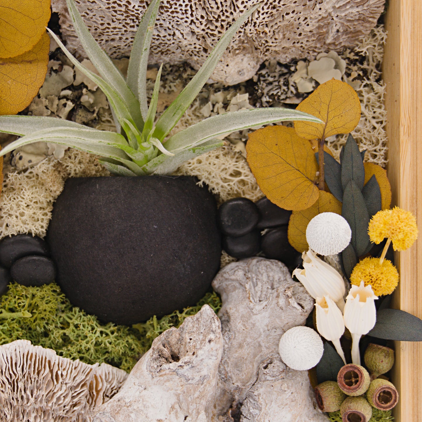 Bamboo Airplant Frames - Black & White Mushrooms