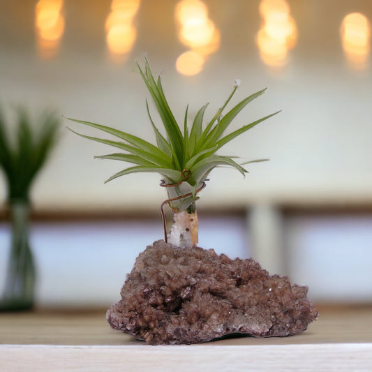 Dogtooth calcite crystal airplant holder