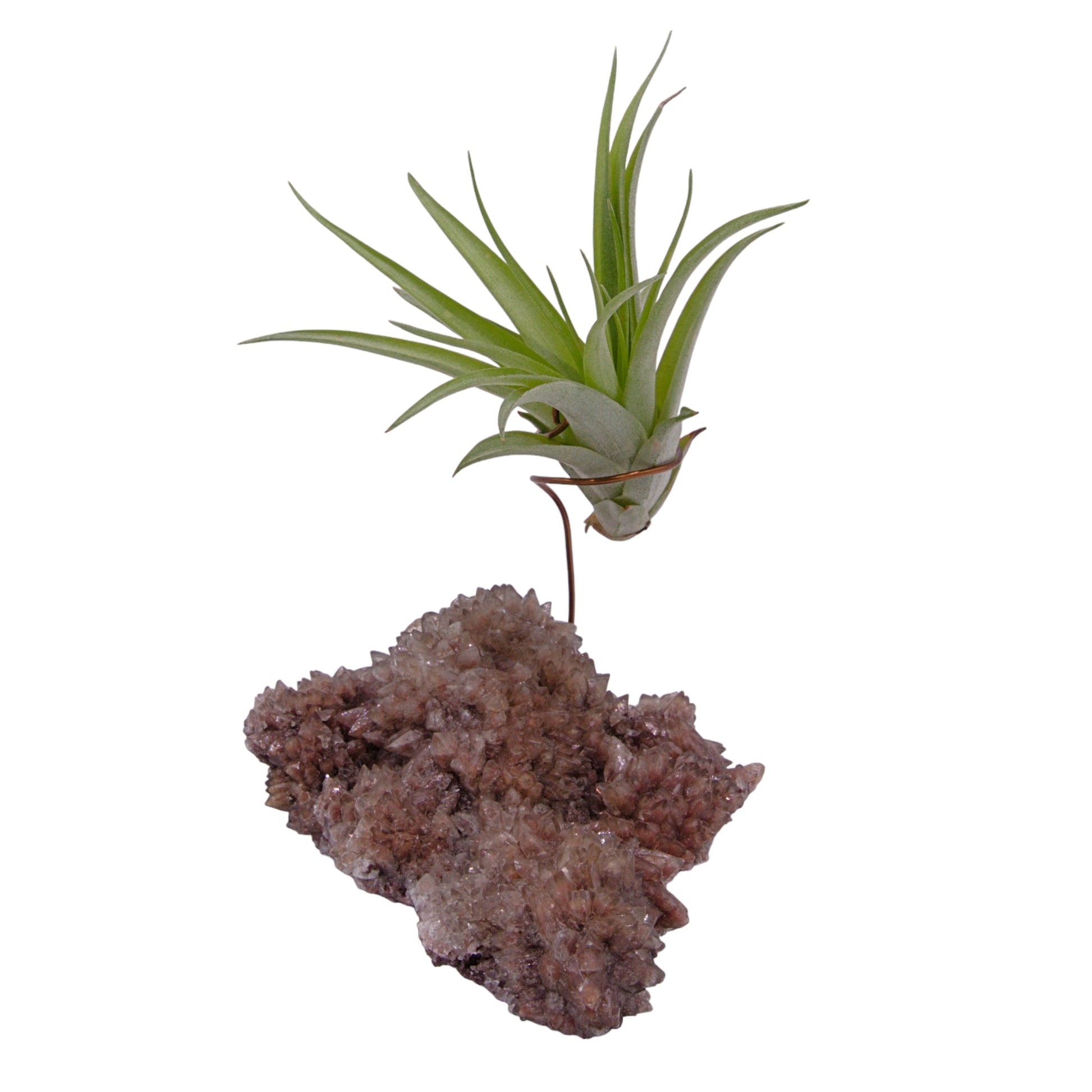 Dogtooth calcite crystal airplant holder