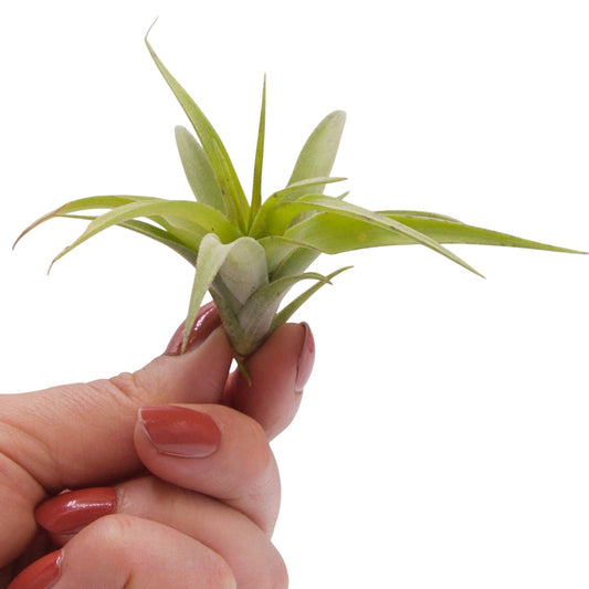 Tillandsia Flexuosa Vivipara