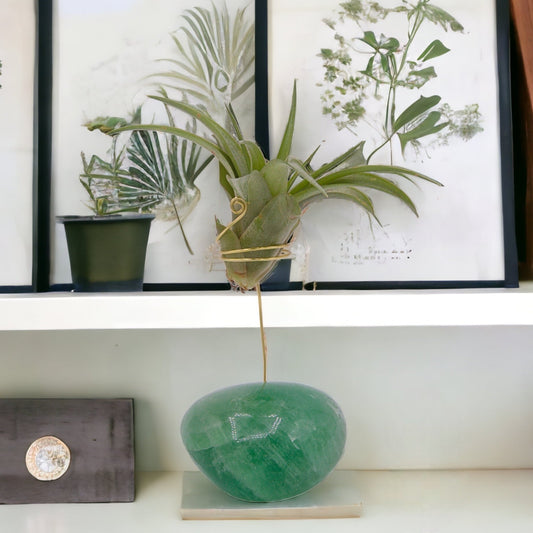 Fluorite palm crystal airplant holder