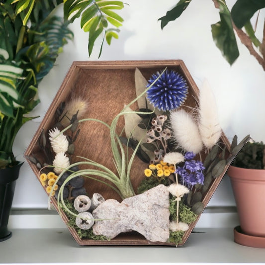 Jardins Muraux de plantes aériennes - Carré antique avec des fleurs bleues