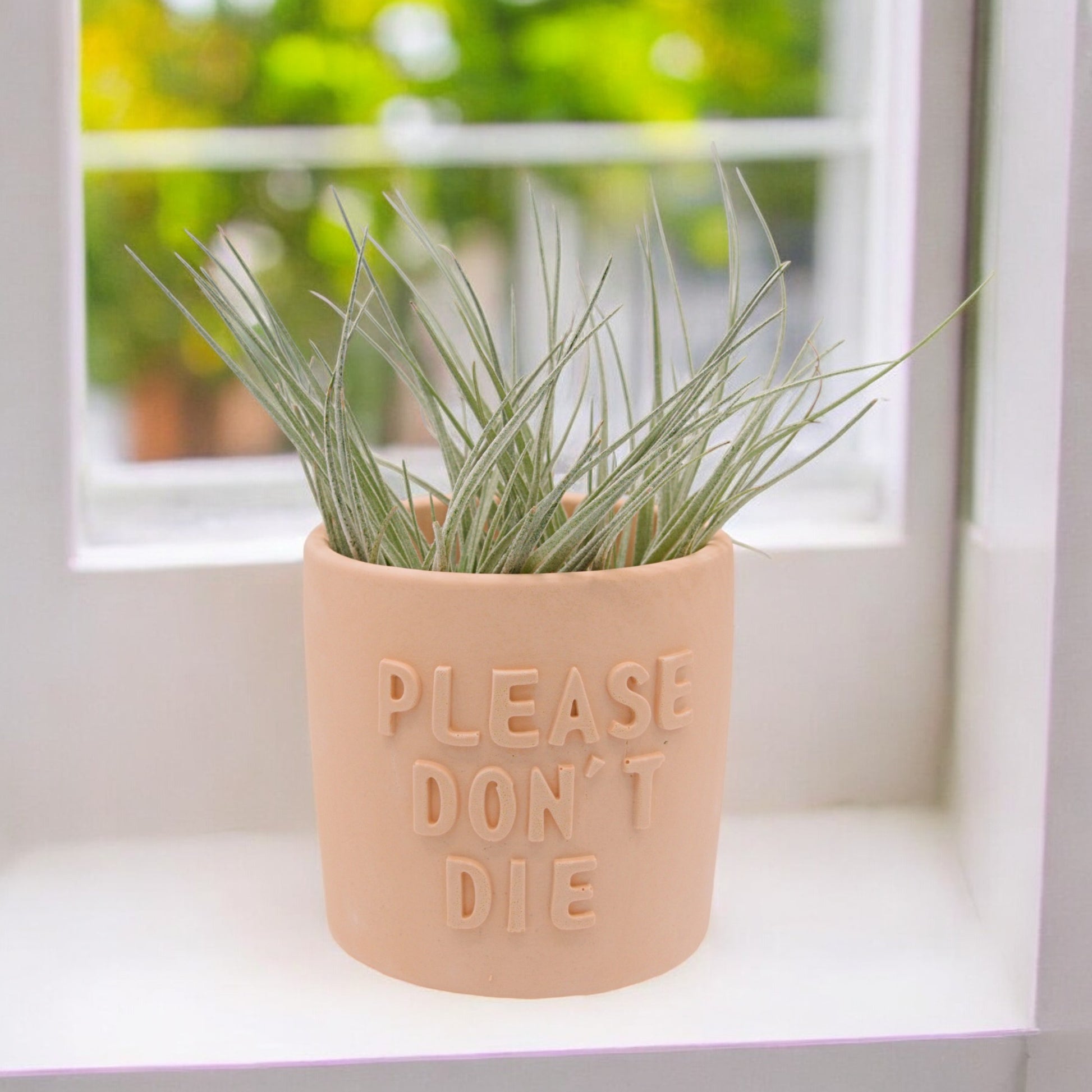 Handmade hydrostone airplant pots with funny sayings I wet my Plants or Please Don't Die