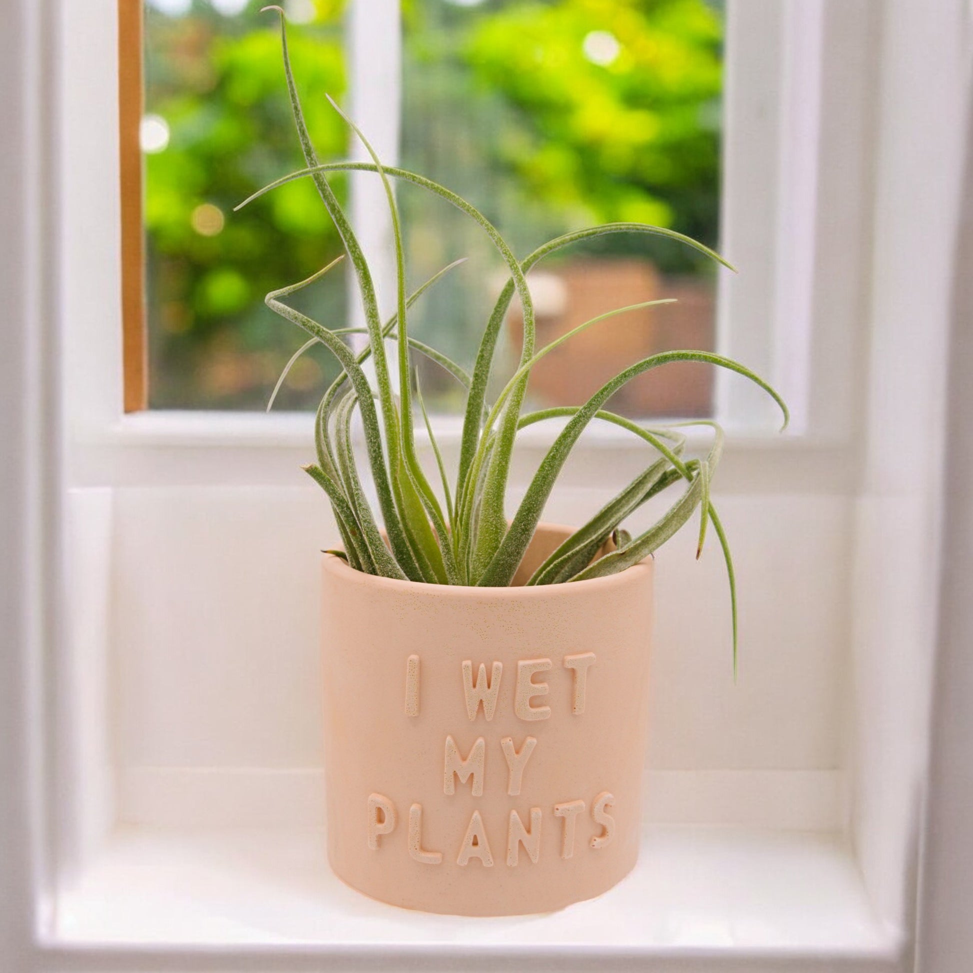 Handmade hydrostone airplant pots with funny sayings I wet my Plants or Please Don't Die